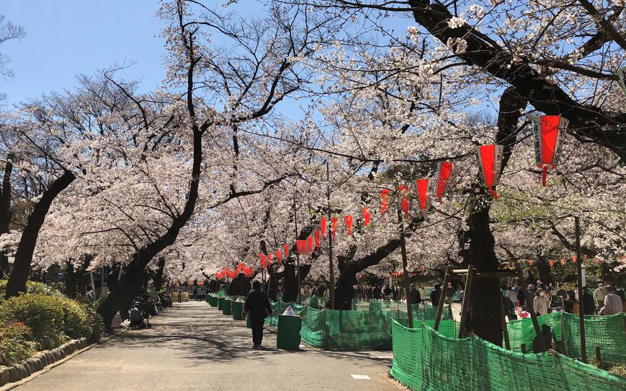Many people walking as they enjoy cherry blossom viewing at Ueno Park.